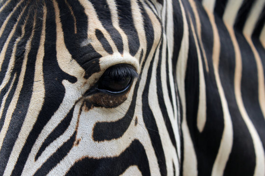 Fototapeta Close-up of zebra head and body