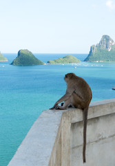 Monkey  sit and look the bay at Ao Prachuap,Landmark of Prachuap