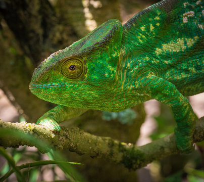 Colorful chameleon of Madagascar