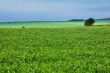 Summer landscape with blue sky and green wheat.