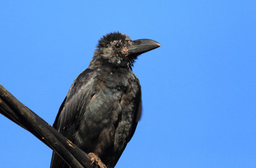 Indian Jungle Crow (Corvus levaillantii) in Sri Lanka