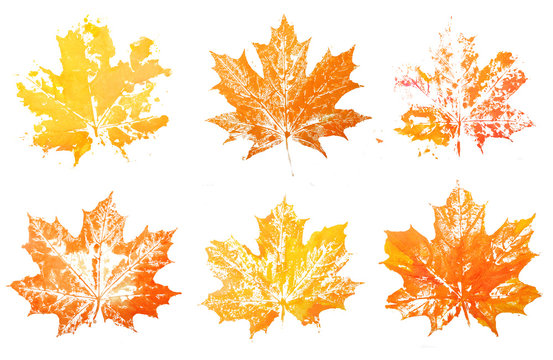 painted colors of maple leaves