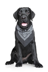 Black Labrador puppy portrait