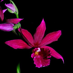 Phaiocalanthe Kryptonite