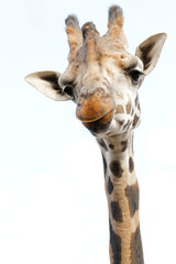 Fototapeta premium Giraffe