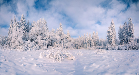 Beautiful winter landscape in the mountain forest.