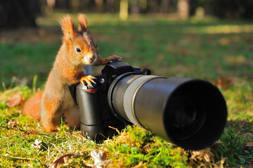 Écureuil avec gros appareil photo professionnel