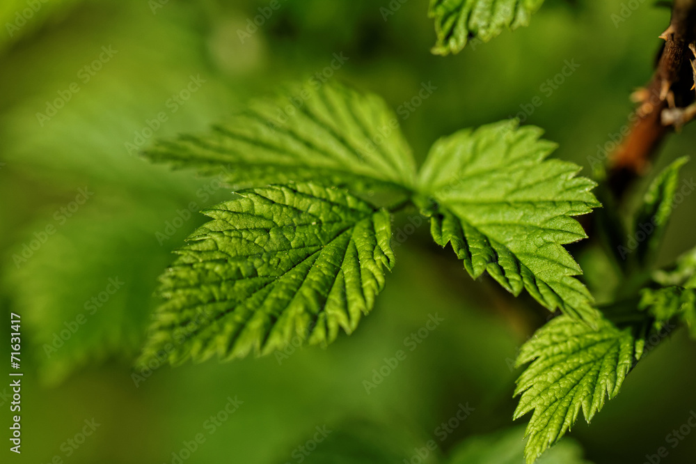 Wall mural Hairy leaves