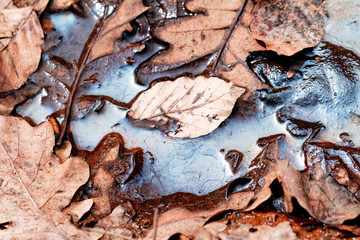 Leaves in the oily water