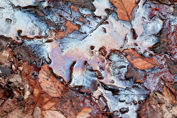 Leaves in the oily water