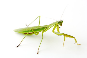 カマキリ