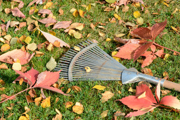 Laubrechen auf Wiese mit Herbstlaub
