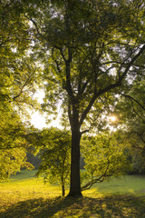 Fototapeta premium Herbst 08343