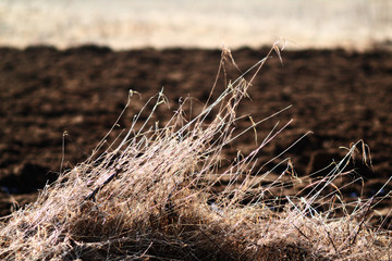 Dry grass