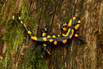Fire Salamander is a venomous reptile common in Central Europe.