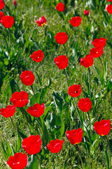 Obraz premium Field of red tulips