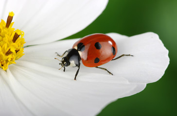 ladybug