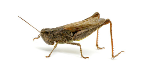 grasshopper
