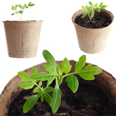 The young plant grows from a fertile soil is isolated on a white