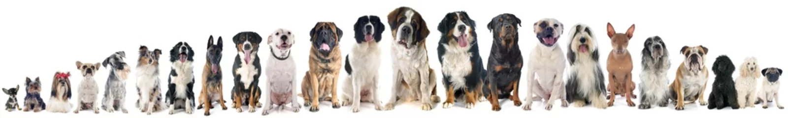 Deurstickers Hond groep honden