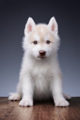 Fototapeta premium Cute little puppy of siberian husky