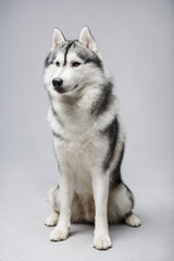 Fototapeta na wymiar Portrait of siberian husky on gray background
