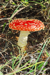 red mushroom