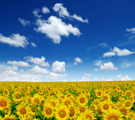 Fototapeta premium sunflowers field