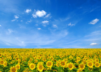 Fototapeta premium sunflowers field