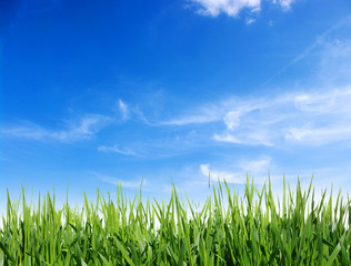 Obraz premium Green grass