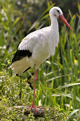 White stork among vegetation
