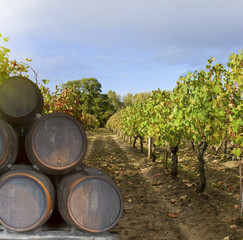 wine yard with grape
