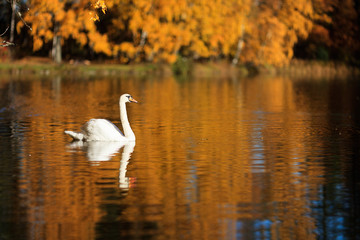 Swan on a lake