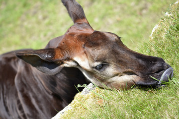 Portrait of okapi (Okapia johnstoni) eating grass