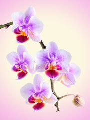 orchid on the color background