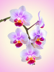 Fototapeta na wymiar orchid on the color background
