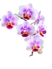Naklejka na ściany i meble orchid on the color background