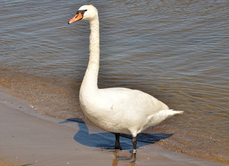 Łabędź © Grzegorz Komendarek