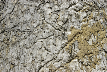 Trees surface
