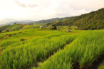 Rice Paddy Fields at Sunset