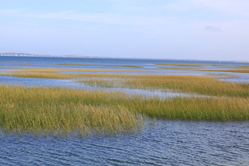 Cape Cod