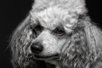 close-up portrait poodle