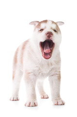 Fototapeta premium Cute little husky puppy
