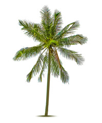 Fototapeta premium Palm tree. Vector illustration