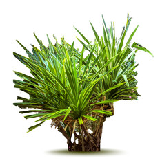 Tropical plant. Vector illustration