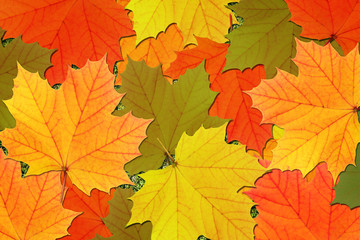 Naklejka na ściany i meble Herbstblätter, Hintergrund