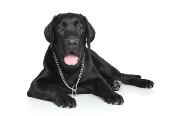 Black Labrador puppy