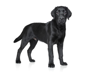 Black Labrador puppy - obrazy, fototapety, plakaty