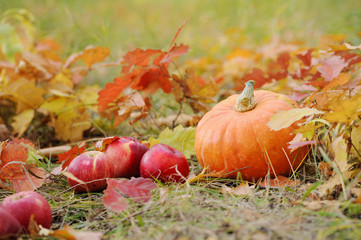 Orange pumpkin with red apples in autumn.