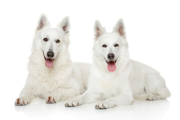 Two White Swiss Shepherd dogs